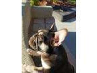 French Bulldog Puppy for sale in Rio Rancho, NM, USA