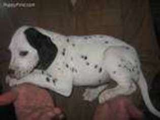 Dalmatian Puppy for sale in Maria Stein, OH, USA