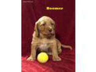 Labradoodle Puppy for sale in Cochranton, PA, USA
