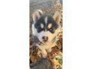 Siberian Husky Puppy for sale in Danville, IL, USA