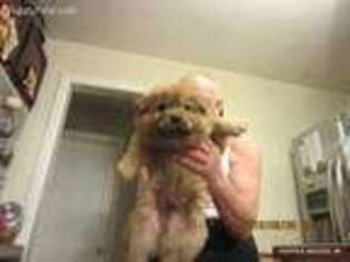 Chow Chow Puppy for sale in Harper Woods, MI, USA