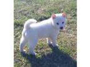 Shiba Inu Puppy for sale in Centralia, MO, USA