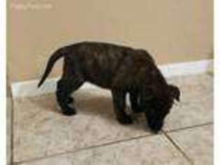 Dutch Shepherd Dog Puppy for sale in Houston, TX, USA