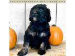 Goldendoodle Puppy for sale in Livermore, CO, USA