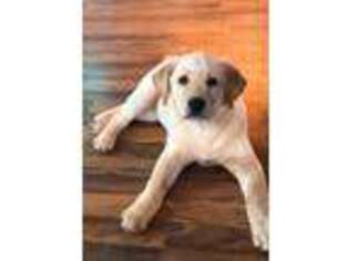 Labrador Retriever Puppy for sale in Ulman, MO, USA