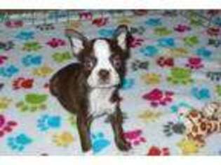 Boston Terrier Puppy for sale in Tucson, AZ, USA