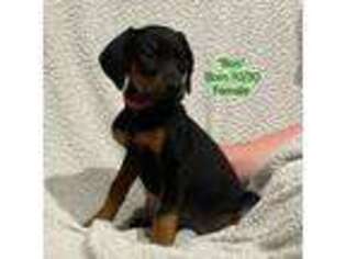 Doberman Pinscher Puppy for sale in Sullivan, OH, USA