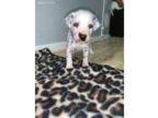 Dalmatian Puppy for sale in Plainview, TX, USA