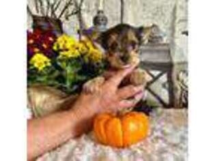 Yorkshire Terrier Puppy for sale in Madison, VA, USA
