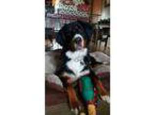 Bernese Mountain Dog Puppy for sale in Hagerstown, MD, USA