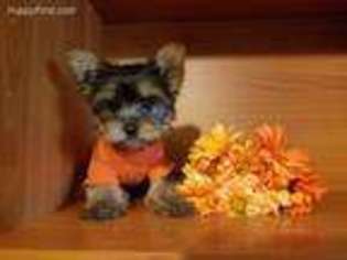 Yorkshire Terrier Puppy for sale in Milford, OH, USA