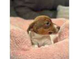 Jack Russell Terrier Puppy for sale in Assonet, MA, USA