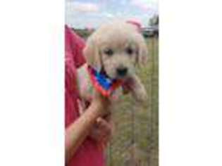Mutt Puppy for sale in Hillsboro, KS, USA