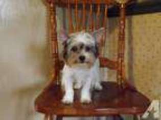 Yorkshire Terrier Puppy for sale in MARIETTA, OH, USA