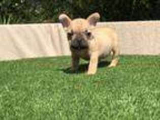 French Bulldog Puppy for sale in Pensacola, FL, USA