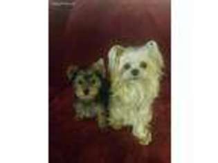 Yorkshire Terrier Puppy for sale in Christiansburg, VA, USA