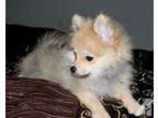 Pomeranian Puppy for sale in LINCOLN, NE, USA