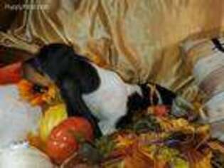 Basset Hound Puppy for sale in Richmond, IL, USA