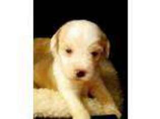 Tibetan Terrier Puppy for sale in Ocala, FL, USA