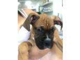 Boxer Puppy for sale in Miami, FL, USA