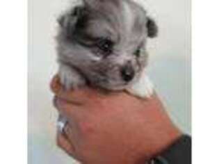 Pomeranian Puppy for sale in Southlake, TX, USA