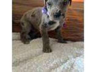 Great Dane Puppy for sale in New Douglas, IL, USA