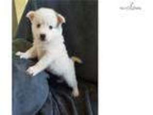 American Eskimo Dog Puppy for sale in Jacksonville, FL, USA