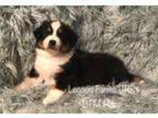 Australian Shepherd Puppy for sale in Shelby, AL, USA