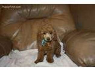 Mutt Puppy for sale in Creighton, MO, USA