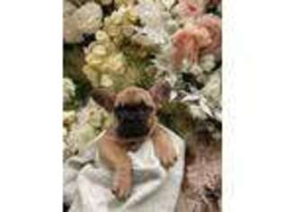 French Bulldog Puppy for sale in Lumberton, NJ, USA