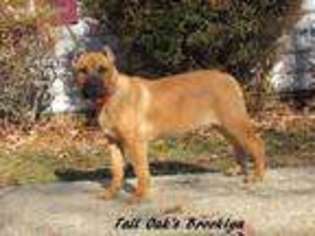 Mutt Puppy for sale in Bowling Green, VA, USA