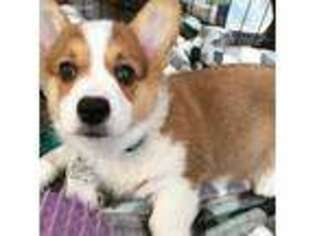 Pembroke Welsh Corgi Puppy for sale in Spencerville, IN, USA