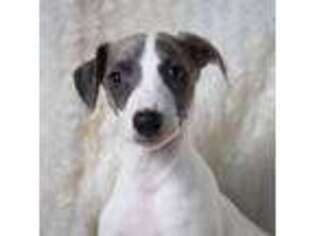 Whippet Puppy for sale in Enola, PA, USA