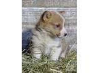 Pembroke Welsh Corgi Puppy for sale in Richmond, IN, USA
