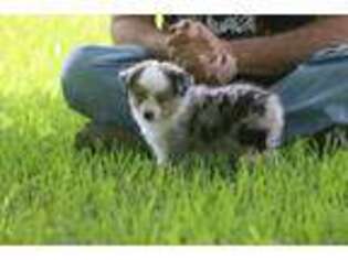 Miniature Australian Shepherd Puppy for sale in Normangee, TX, USA