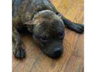 Staffordshire Bull Terrier Puppy for sale in Milwaukee, WI, USA
