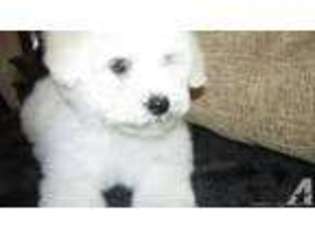 Bichon Frise Puppy for sale in MILLINGTON, TN, USA