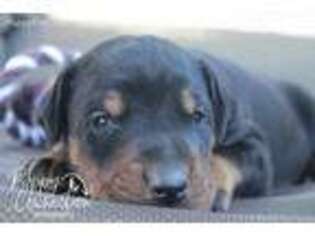 Doberman Pinscher Puppy for sale in Millersburg, IN, USA