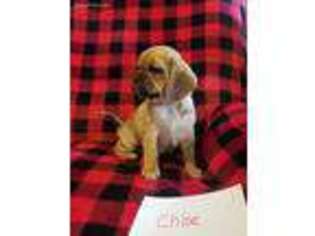 Puggle Puppy for sale in Chambersburg, PA, USA