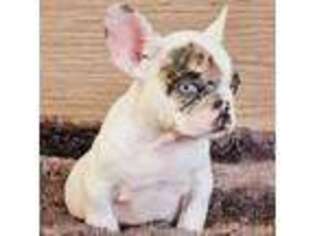 French Bulldog Puppy for sale in Buena Park, CA, USA