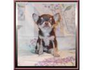 Chihuahua Puppy for sale in Marianna, FL, USA
