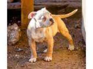 American Bulldog Puppy for sale in Littleton, CO, USA