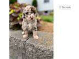 Labradoodle Puppy for sale in Battle Creek, MI, USA