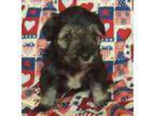 Mutt Puppy for sale in New Florence, PA, USA