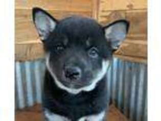 Alaskan Klee Kai Puppy for sale in Wentworth, MO, USA