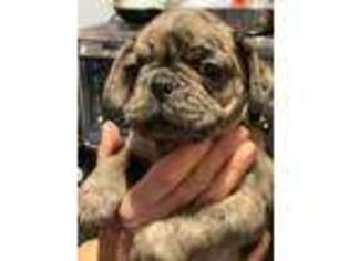 French Bulldog Puppy for sale in Marcy, NY, USA