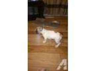French Bulldog Puppy for sale in SALISBURY, NC, USA
