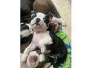 Boston Terrier Puppy for sale in Hope, RI, USA