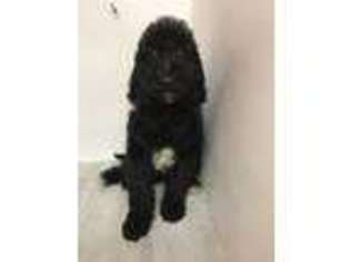 Goldendoodle Puppy for sale in Murray, KY, USA