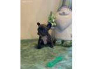 French Bulldog Puppy for sale in Bloomington, IL, USA